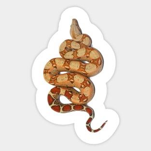 Boa constrictor Sticker